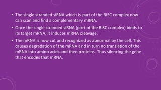 • The single stranded siRNA which is part of the RISC complex now
can scan and find a complementary mRNA.
• Once the single stranded siRNA (part of the RISC complex) binds to
its target mRNA, it induces mRNA cleavage.
• The mRNA is now cut and recognized as abnormal by the cell. This
causes degradation of the mRNA and in turn no translation of the
mRNA into amino acids and then proteins. Thus silencing the gene
that encodes that mRNA.
 