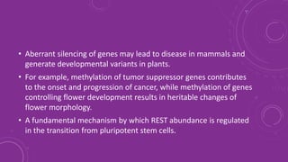 • Aberrant silencing of genes may lead to disease in mammals and
generate developmental variants in plants.
• For example, methylation of tumor suppressor genes contributes
to the onset and progression of cancer, while methylation of genes
controlling flower development results in heritable changes of
flower morphology.
• A fundamental mechanism by which REST abundance is regulated
in the transition from pluripotent stem cells.
 