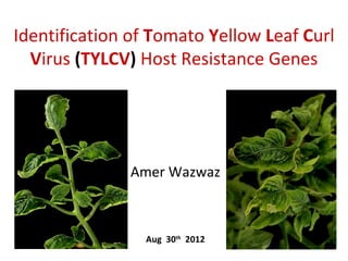 Identification of Tomato Yellow Leaf Curl
Virus (TYLCV) Host Resistance Genes

Amer Wazwaz

Aug 30th 2012

 
