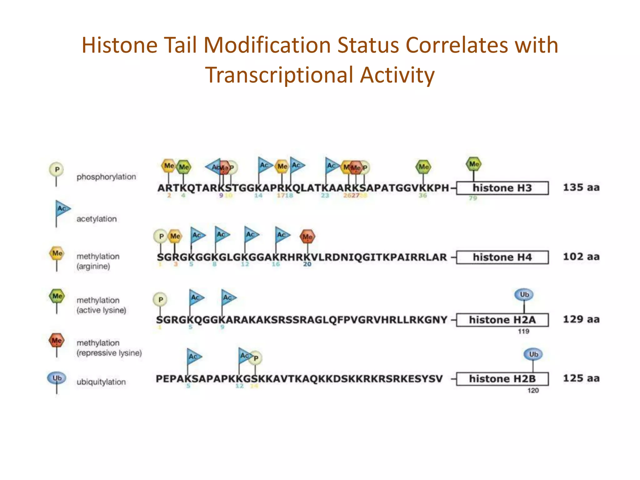 Gene Silencing by Histone Modification | PPTX