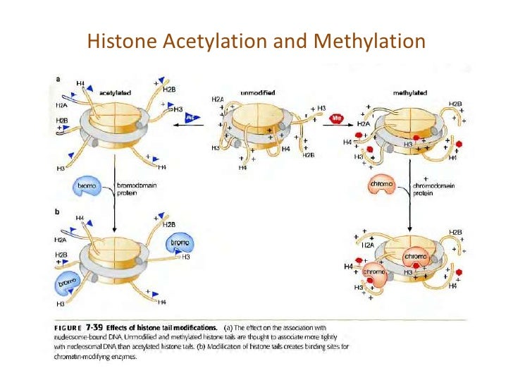 histone modification