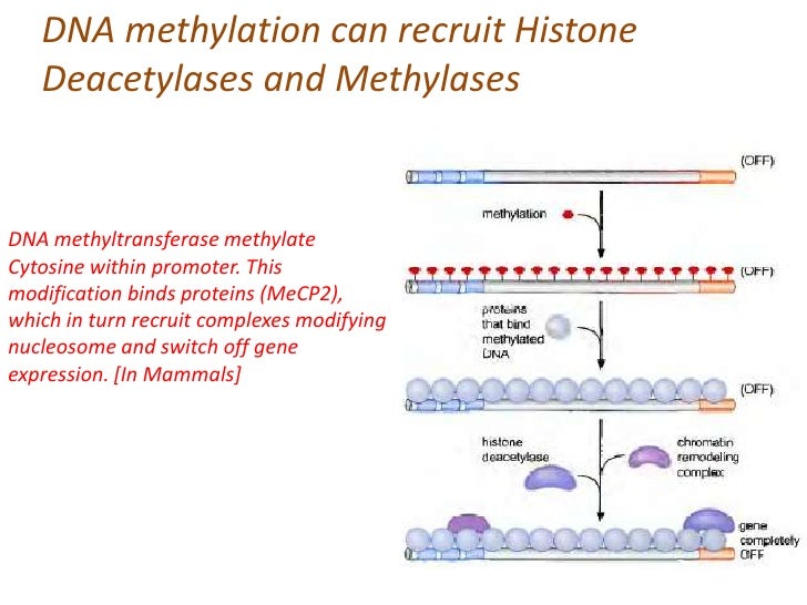 Gene Silencing by Histone Modification