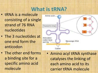 Trna Single Stranded Genes in Action | PPTX