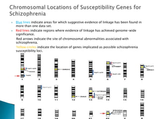    Blue lines indicate areas for which suggestive evidence of linkage has been found in
    more than one data set.
   Red lines indicate regions where evidence of linkage has achieved genome-wide
    significance.
    Red arrows indicate the site of chromosomal abnormalities associated with
    schizophrenia.
    Yellow circles indicate the location of genes implicated as possible schizophrenia
    susceptibility loci.
 