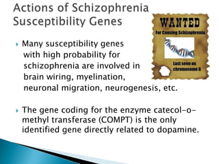    Many susceptibility genes
    with high probability for
    schizophrenia are involved in
    brain wiring, myelination,
    neuronal migration, neurogenesis, etc.

   The gene coding for the enzyme catecol-o-
    methyl transferase (COMPT) is the only
    identified gene directly related to dopamine.
 