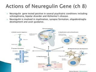    Neuregulin gene tested positive in several psychiatric conditions including
    schizophrenia, bipolar disorder and Alzheimer’s disease.
   Neuregulin is involved in myelination, synapse formation, oligodendroglia
    development and axon guidance.
 
