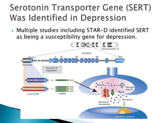    Multiple studies including STAR-D identified SERT
    as being a susceptibility gene for depression.
 
