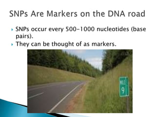    SNPs occur every 500-1000 nucleotides (base
    pairs).
   They can be thought of as markers.
 