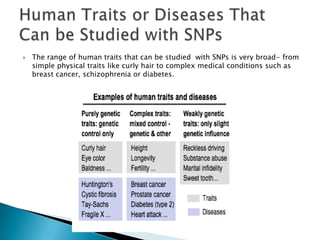   The range of human traits that can be studied with SNPs is very broad- from
    simple physical traits like curly hair to complex medical conditions such as
    breast cancer, schizophrenia or diabetes.
 