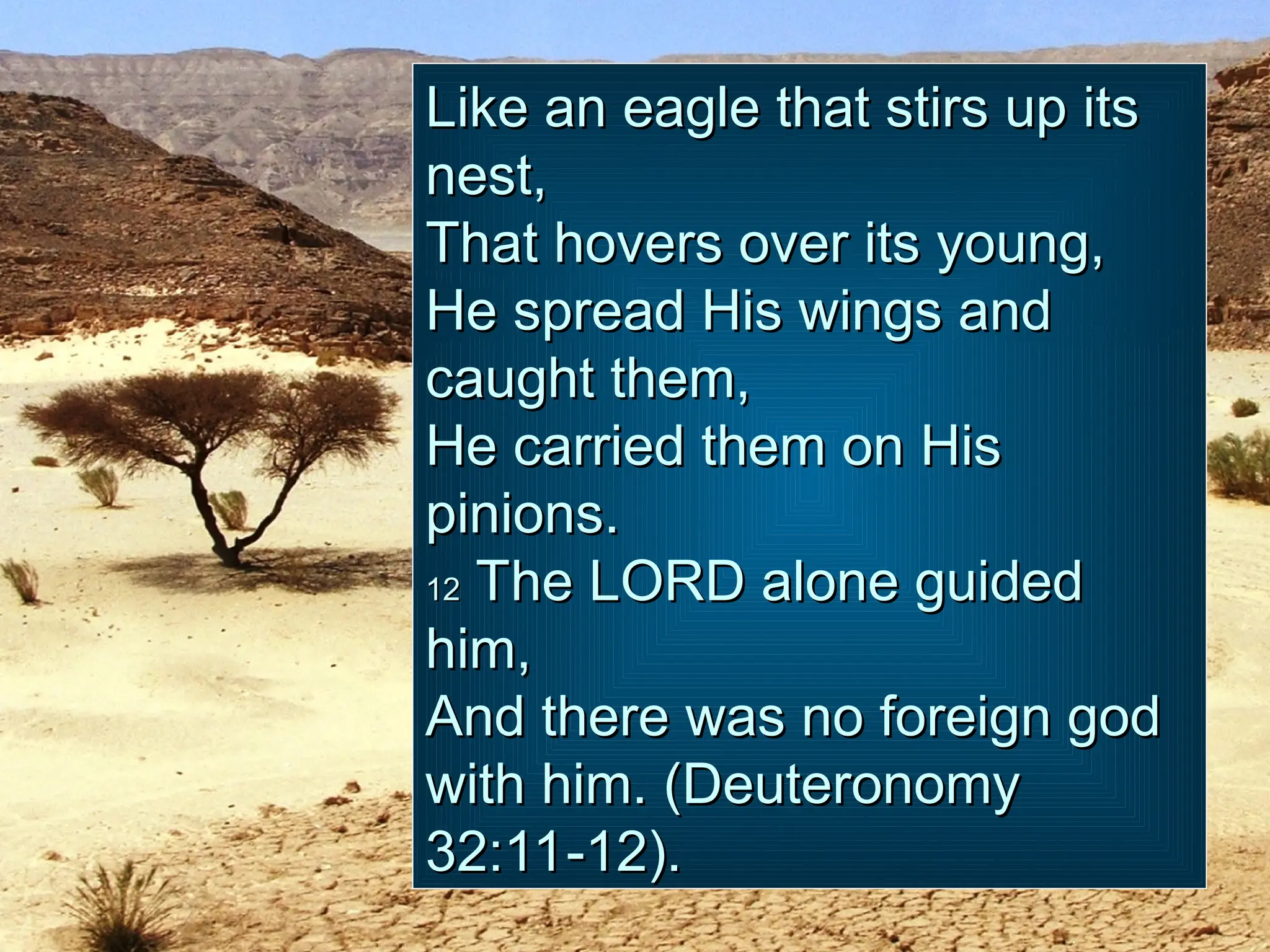Like an eagle that stirs up its
Like an eagle that stirs up its
nest,
nest,
That hovers over its young,
That hovers over its young,
He spread His wings and
He spread His wings and
caught them,
caught them,
He carried them on His
He carried them on His
pinions.
pinions.
12
12 The LORD alone guided
The LORD alone guided
him,
him,
And there was no foreign god
And there was no foreign god
with him. (Deuteronomy
with him. (Deuteronomy
32:11-12).
32:11-12).
 