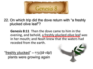 22. On which trip did the dove return with “a freshly
plucked olive leaf”?
Genesis 8:11 Then the dove came to him in the
evening, and behold, a freshly plucked olive leaf was
in her mouth; and Noah knew that the waters had
receded from the earth.
“freshly plucked” – ‫ף‬ ָ‫ר‬ָ‫(ט‬ṭā·rāp̄)
plants were growing again
 