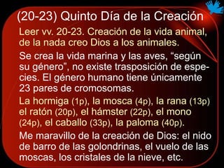 (20-23) Quinto Día de la Creación
Leer vv. 20-23. Creación de la vida animal,
de la nada creo Dios a los animales.
Se crea la vida marina y las aves, “según
su género”, no existe trasposición de espe-
cies. El género humano tiene únicamente
23 pares de cromosomas.
La hormiga (1p), la mosca (4p), la rana (13p)
el ratón (20p), el hámster (22p), el mono
(24p), el caballo (33p), la paloma (40p).
Me maravillo de la creación de Dios: el nido
de barro de las golondrinas, el vuelo de las
moscas, los cristales de la nieve, etc.
 