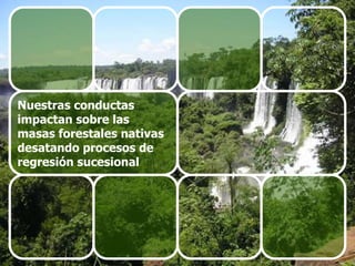 Nuestras conductas
impactan sobre las
masas forestales nativas
desatando procesos de
regresión sucesional
 