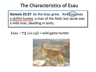 The Characteristics of Esau
Genesis 25:27 So the boys grew. And Esau was
a skillful hunter, a man of the field; but Jacob was
a mild man, dwelling in tents.
‫צ‬ַ‫ִי‬‫ד‬ (ṣǎ·yiḏ) = wild game hunterEsau –
 