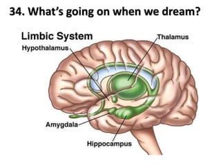 34. What’s going on when we dream?
 