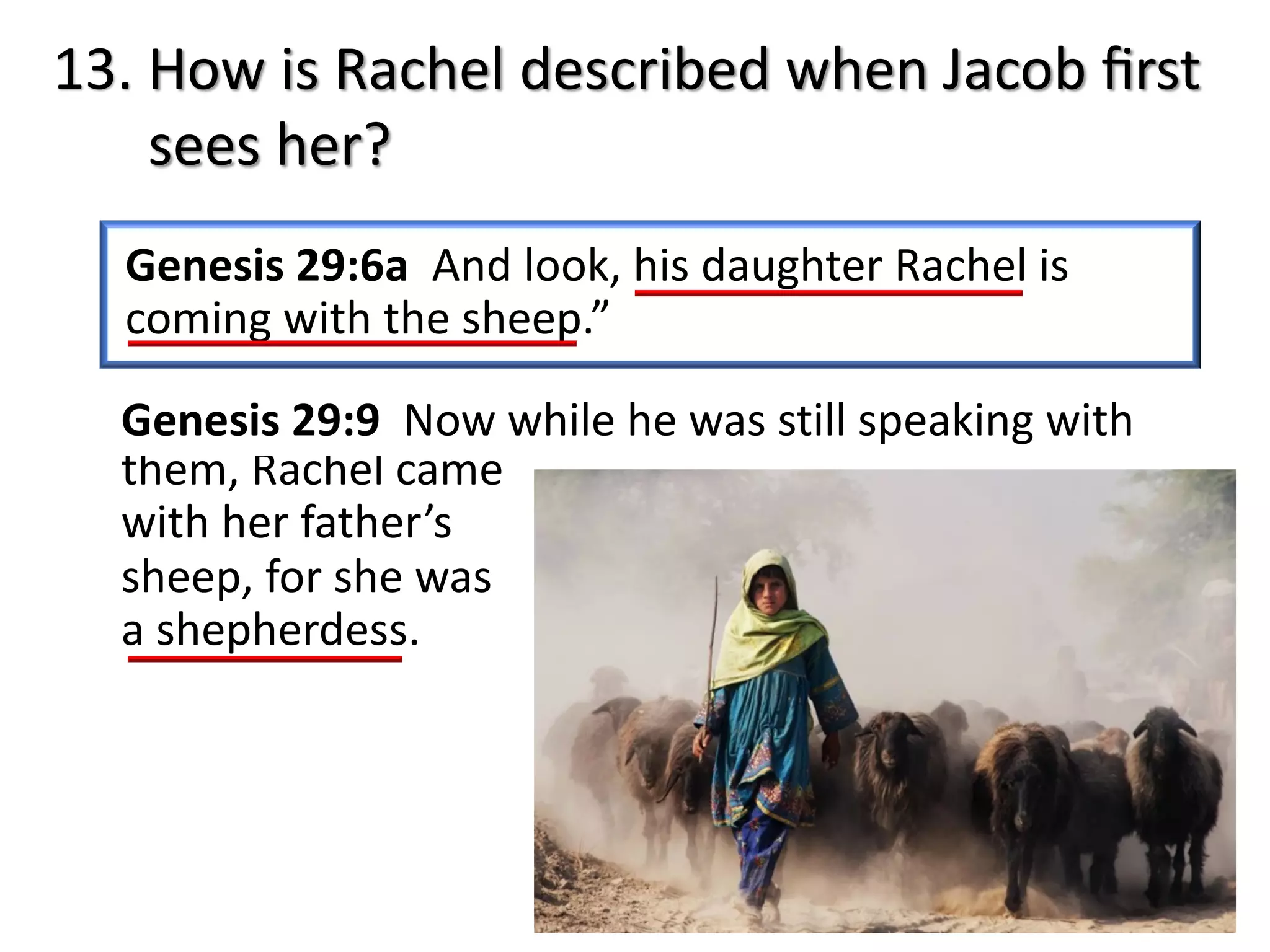 them, Rachel came
with her father’s
sheep, for she was
a shepherdess.
13. How is Rachel described when Jacob ﬁrst
sees her?
Genesis 29:6a And look, his daughter Rachel is
coming with the sheep.”
Genesis 29:9 Now while he was still speaking with
 