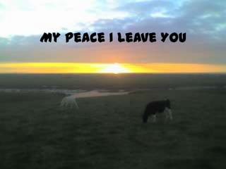 My Peace I Leave You
 