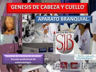 GENESIS DE CABEZA Y CUELLO
APARATO BRANQUIAL.

Facultad de Ciencias de la salud.
Escuela profesional de
estomatología.

 