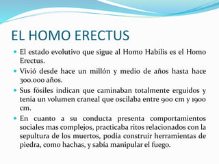 EL HOMO ERECTUS
 El estado evolutivo que sigue al Homo Habilis es el Homo
Erectus.
 Vivió desde hace un millón y medio de años hasta hace
300.000 años.
 Sus fósiles indican que caminaban totalmente erguidos y
tenia un volumen craneal que oscilaba entre 900 cm y 1900
cm.
 En cuanto a su conducta presenta comportamientos
sociales mas complejos, practicaba ritos relacionados con la
sepultura de los muertos, podía construir herramientas de
piedra, como hachas, y sabía manipular el fuego.
 