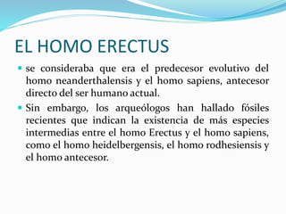 EL HOMO ERECTUS
 se consideraba que era el predecesor evolutivo del
homo neanderthalensis y el homo sapiens, antecesor
directo del ser humano actual.
 Sin embargo, los arqueólogos han hallado fósiles
recientes que indican la existencia de más especies
intermedias entre el homo Erectus y el homo sapiens,
como el homo heidelbergensis, el homo rodhesiensis y
el homo antecesor.
 