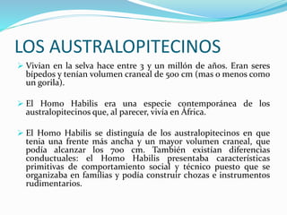 LOS AUSTRALOPITECINOS
 Vivian en la selva hace entre 3 y un millón de años. Eran seres
bípedos y tenían volumen craneal de 500 cm (mas o menos como
un gorila).
 El Homo Habilis era una especie contemporánea de los
australopitecinos que, al parecer, vivía en África.
 El Homo Habilis se distinguía de los australopitecinos en que
tenia una frente más ancha y un mayor volumen craneal, que
podía alcanzar los 700 cm. También existían diferencias
conductuales: el Homo Habilis presentaba características
primitivas de comportamiento social y técnico puesto que se
organizaba en familias y podía construir chozas e instrumentos
rudimentarios.
 