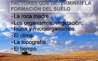 FACTORES QUE DETERMINAN LA
FORMACIÓN DEL SUELO
La roca madre.
Los organismos: vegetación,
fauna y microorganismos.
El clima.
La topografía.
El tiempo.
 