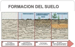 FORMACION DEL SUELO
 