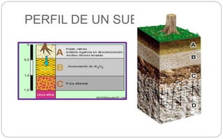 PERFIL DE UN SUELO
 