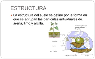 ESTRUCTURA
 La estructura del suelo se define por la forma en
que se agrupan las partículas individuales de
arena, limo y arcilla.
 