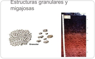 Estructuras granulares y
migajosas
 