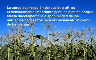  La apropiada reacción del suelo, o pH, es
extremadamente importante para las plantas porque
afecta directamente la disponibilidad de los
nutrientes necesarios para el crecimiento eficiente
de las plantas.
 