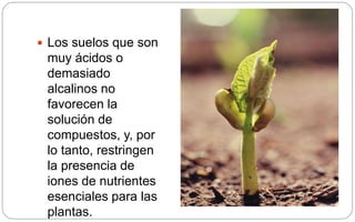  Los suelos que son
muy ácidos o
demasiado
alcalinos no
favorecen la
solución de
compuestos, y, por
lo tanto, restringen
la presencia de
iones de nutrientes
esenciales para las
plantas.
 