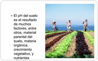  El pH del suelo
es el resultado
de muchos
factores, entre
otros, material
parental del
suelo, materia
orgánica,
crecimiento
vegetativo, y
nutrientes
 