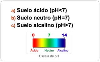a) Suelo ácido (pH<7)
b) Suelo neutro (pH=7)
c) Suelo alcalino (pH>7)
 