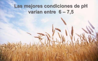 Las mejores condiciones de pH
varían entre 6 – 7,5
 