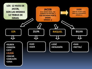 JACOB
ES EL MISMO ISRAEL, FUE
LLAMADO ASI POR DIOS, Y
FUE ESCOGIDO POR ÉL
MISMO
GÉNESIS ()
LEA ZILPA RAQUEL BILHA
•RUBEN
•SIMEÓN
•LEVÍ
•JUDÁ
•ISACAR
•ZABULÓN
•DINA
JUDÁ
(HIJO DE JACOB Y LEA)
LÍNEA DEL REMANENTE
GÉNESIS ()
•GAD
•ASER
•JOSÉ
•BENJAMÍN
•DAN
•NEFTALÍ
LOS 12 HIJOS DE
JACOB,
SON LAS MISMAS
12 TRIBUS DE
ISRAEL
 