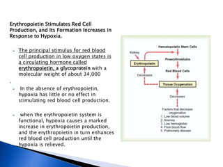 Stimulus For Rbc Production General physiology - Genesis of blood cells | PPTX