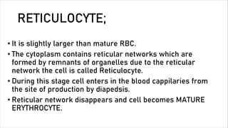 Genesis of Rbcs | PDF