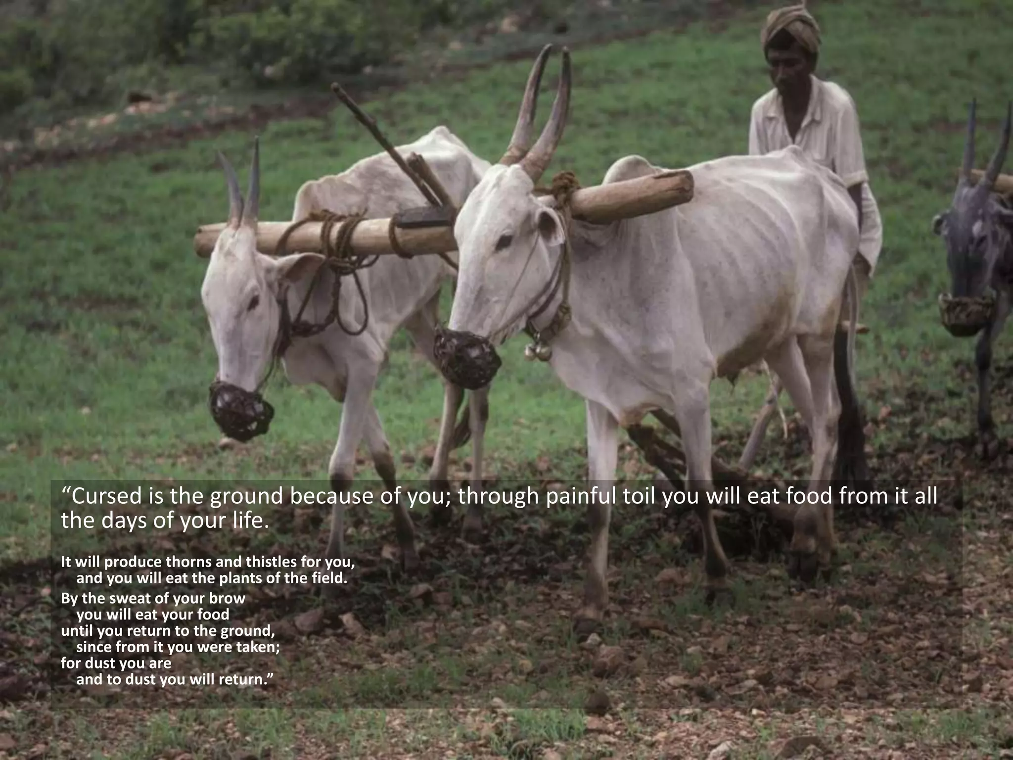 “Cursed is the ground because of you; through painful toil you will eat food from it all
the days of your life.
It will produce thorns and thistles for you,
and you will eat the plants of the field.
By the sweat of your brow
you will eat your food
until you return to the ground,
since from it you were taken;
for dust you are
and to dust you will return.”
 