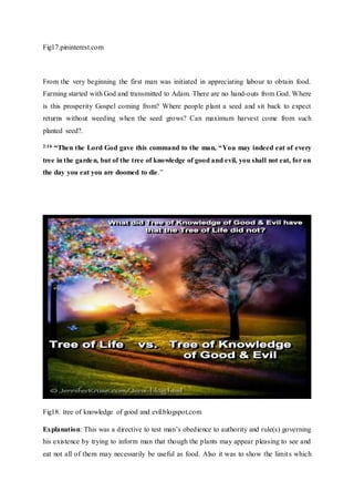 Fig17.pininterest.com
From the very beginning the first man was initiated in appreciating labour to obtain food.
Farming started with God and transmitted to Adam. There are no hand-outs from God. Where
is this prosperity Gospel coming from? Where people plant a seed and sit back to expect
returns without weeding when the seed grows? Can maximum harvest come from such
planted seed?.
2:16 “Then the Lord God gave this command to the man, “You may indeed eat of every
tree in the garden, but of the tree of knowledge of good and evil, you shall not eat, for on
the day you eat you are doomed to die.”
Fig18. tree of knowledge of good and evil.blogspot.com
Explanation: This was a directive to test man’s obedience to authority and rule(s) governing
his existence by trying to inform man that though the plants may appear pleasing to see and
eat not all of them may necessarily be useful as food. Also it was to show the limits which
 