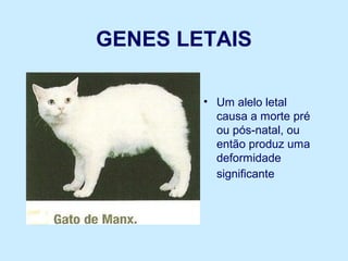 Genes letais | PPT