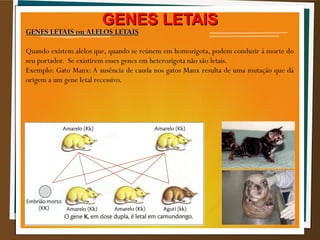 GENES LETAISGENES LETAIS
GENES LETAIS ou ALELOS LETAISGENES LETAIS ou ALELOS LETAIS
Quando existem alelos que, quando se reúnem em homozigota, podem conduzir à morte do
seu portador. Se existirem esses genes em heterozigota não são letais.
Exemplo: Gato Manx: A ausência de cauda nos gatos Manx resulta de uma mutação que dá
origem a um gene letal recessivo.
 