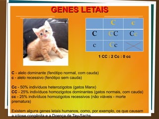 C - alelo dominante (fenótipo normal, com cauda)
c - alelo recessivo (fenótipo sem cauda)
Cc - 50% indivíduos heterozigotos (gatos Manx)
CC - 25% indivíduos homozigotos dominantes (gatos normais, com cauda)
cc - 25% indivíduos homozigotos recessivos (não viáveis - morte
prematura)
Existem alguns genes letais humanos, como, por exemplo, os que causam
a ictiose congênita e a Doença de Tay-Sachs.
C c
C CC Cc
c Cc
1 CC : 2 Cc : 0 cc
GENES LETAISGENES LETAIS
 