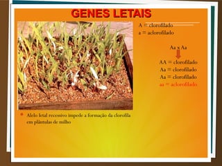  Alelo letal recessivo impede a formação da clorofila
em plântulas de milho
A = clorofilado
a = aclorofilado
Aa xAa
AA = clorofilado
Aa = clorofilado
Aa = clorofilado
aa = aclorofilado
GENES LETAISGENES LETAIS
 
