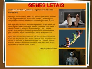 Assim que morremos, centenas de genes são ativados noAssim que morremos, centenas de genes são ativados no
nosso corponosso corpo
Os biólogos moleculares Peter Noble eAlex Pozhitkov, publicaram os resultados
de uma pesquisa indicando que mesmo depois da morte, centenas de genes
começam a funcionar e essa atividade toda continua por pelo menos 48 horas.
Para chegar a esta conclusão os biólogos acompanharam a atividade nuclear das
células de peixes-zebra e camundongos assim que estes animais foram mortos.A
concentração de RNA mensageiro, foi monitorada por 2 dias. Como já se
esperava, RNA mensageiro diminuiu progressivamente na imensa maioria dos
genes. No entanto, algumas centenas de genes tiveram picos post mortem.
Alguns destes genes ativados post mortem, têm relação com o desenvolvimento
do feto, e se desligam assim que se inicia o trabalho de parto. Isso quer dizer que
algo que era importante no desenvolvimento fetal, volta a funcionar assim que
morremos. Outra descoberta interessante foi que alguns destes genes ativados
depois da morte, estão relacionados ao câncer.
FONTE: super.abril.com.br
GENES LETAISGENES LETAIS
 