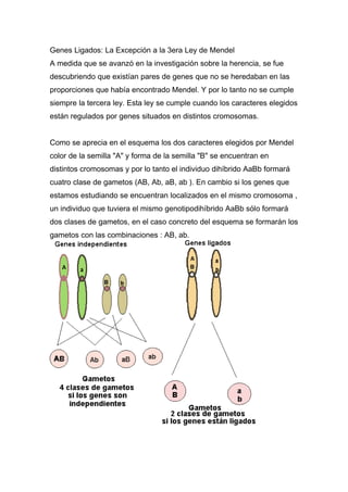 Genes Ligados: La Excepción a la 3era Ley de Mendel
A medida que se avanzó en la investigación sobre la herencia, se fue
descubriendo que existían pares de genes que no se heredaban en las
proporciones que había encontrado Mendel. Y por lo tanto no se cumple
siempre la tercera ley. Esta ley se cumple cuando los caracteres elegidos
están regulados por genes situados en distintos cromosomas.


Como se aprecia en el esquema los dos caracteres elegidos por Mendel
color de la semilla "A" y forma de la semilla "B" se encuentran en
distintos cromosomas y por lo tanto el individuo dihíbrido AaBb formará
cuatro clase de gametos (AB, Ab, aB, ab ). En cambio si los genes que
estamos estudiando se encuentran localizados en el mismo cromosoma ,
un individuo que tuviera el mismo genotipodihíbrido AaBb sólo formará
dos clases de gametos, en el caso concreto del esquema se formarán los
gametos con las combinaciones : AB, ab.
 