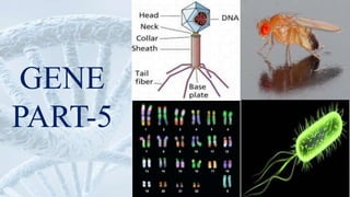 Gene structure | PPTX