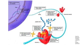 http://w
ww.protei
nsynthesi
s.org/wha
t-is-
protein-
synthesis/
 
