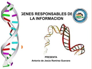 GENES RESPONSABLES DE
   LA INFORMACION




              PRESENTA
    Antonio de Jesús Ramírez Guevara
 