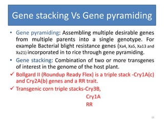 Gene stacking Vs Gene pyramiding
• Gene pyramiding: Assembling multiple desirable genes
from multiple parents into a single genotype. For
example Bacterial blight resistance genes (Xa4, Xa5, Xa13 and
Xa21) incorporated in to rice through gene pyramiding.
• Gene stacking: Combination of two or more transgenes
of interest in the genome of the host plant.
 Bollgard II (Roundup Ready Flex) is a triple stack -Cry1A(c)
and Cry2A(b) genes and a RR trait.
 Transgenic corn triple stacks-Cry3B,
Cry1A
RR
10
 